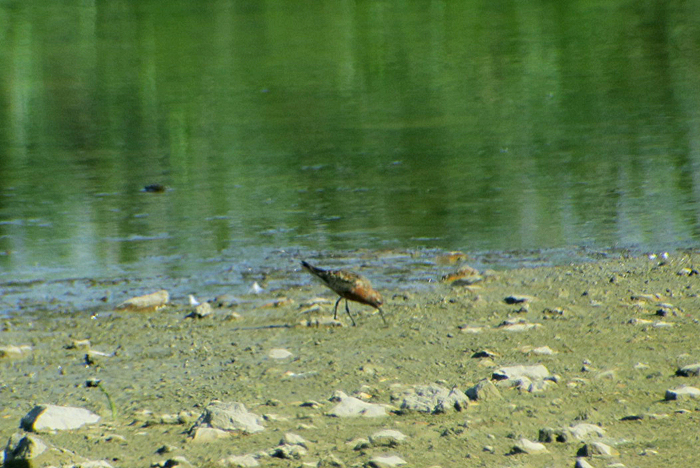 03_sichelstrandlaeufer_curlew-sandpiper_donaumoos_2017-07-16_8958