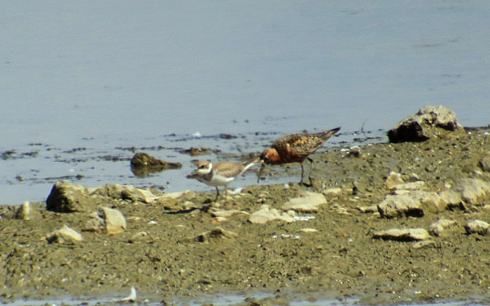 04_sichelstrandlaeufer_curlew-sandpiper_donaumoos_2017-07-16_9084