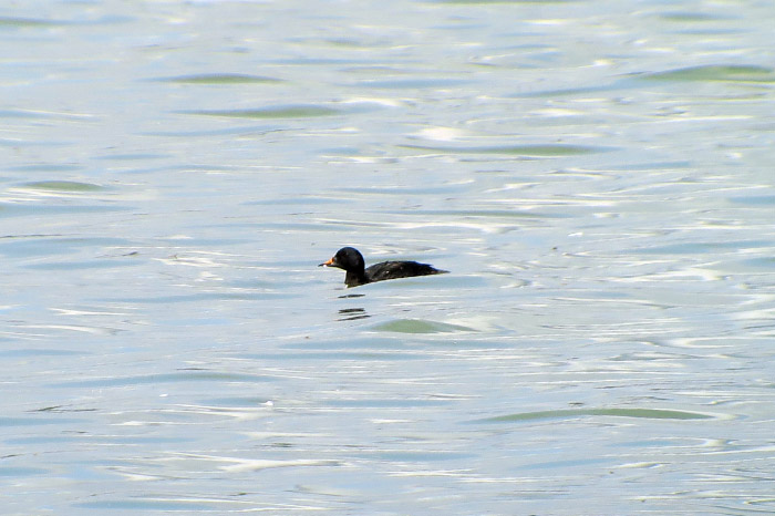 04_trauerente_common-scoter-_Ismaninger_2017-08-20_0383