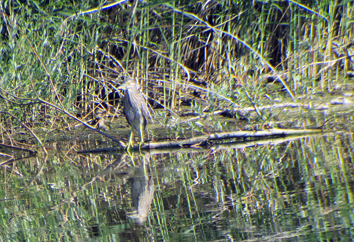 05_nachtreiher_black-crowned-night-heron_donaumoos_2017-07-16_8989