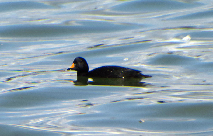 05_trauerente_common-scoter-Ismaninger_2017-08-20_0346