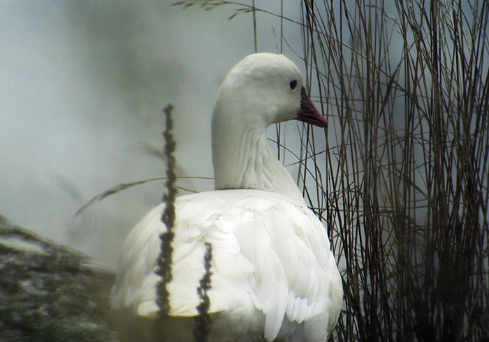 05_zwergschneegans_ross's-goose_ismaninger_2017-07-30_9268