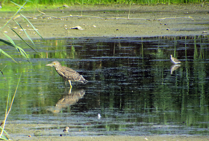 06_nachtreiher_black-crowned-night-heron_donaumoos_2017-07-16_9046