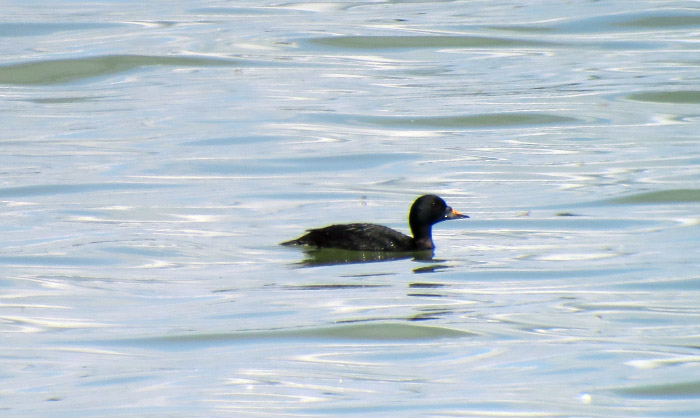 06_trauerente_common-scoter-_Ismaninger_2017-08-20_0385