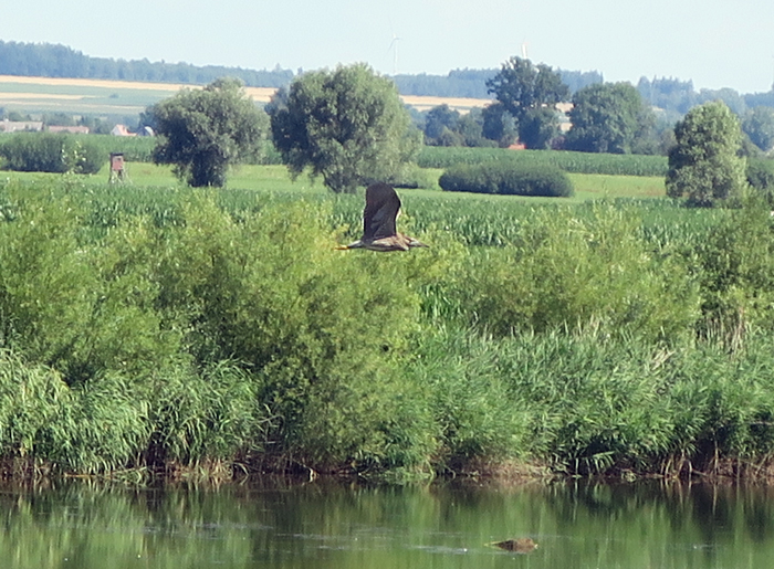 07_nachtreiher_black-crowned-night-heron_donaumoos_2017-07-16_9053