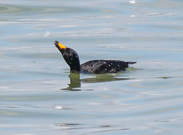 08_trauerente_common-scoter_andre-turiaux_PANA7425-2