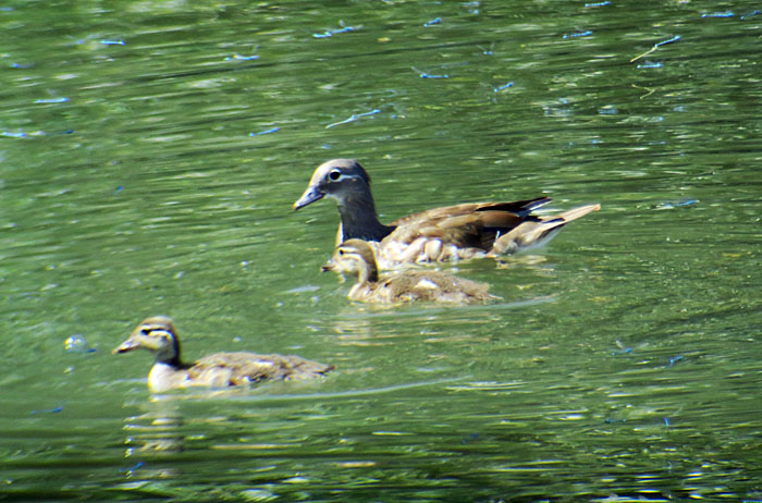 09_mandarinente_mandarin-duck_ismaninger_2017-07-30_9391