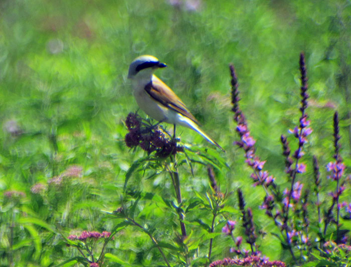 09_neuntoeter_red-backed-shrike_donaumoos_2017-07-16_9113