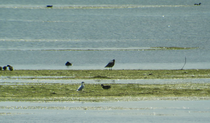 10_grosser-brachvogel_eurasian-curlew_ismaninger_2017-08-20_0439