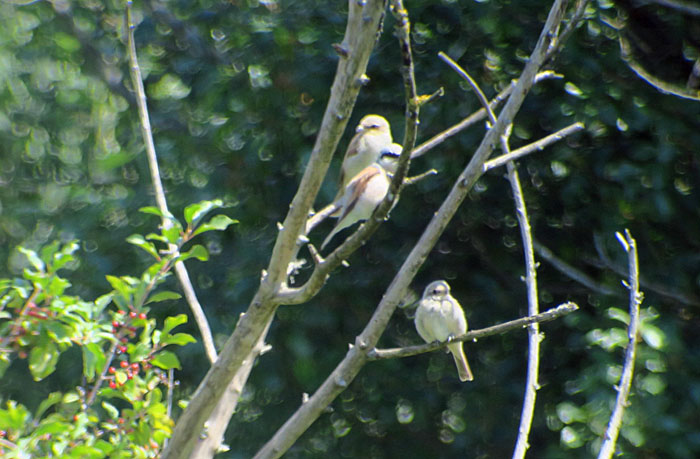 10_neuntoeter_red-backed-shrike_donaumoos_2017-07-16_9132