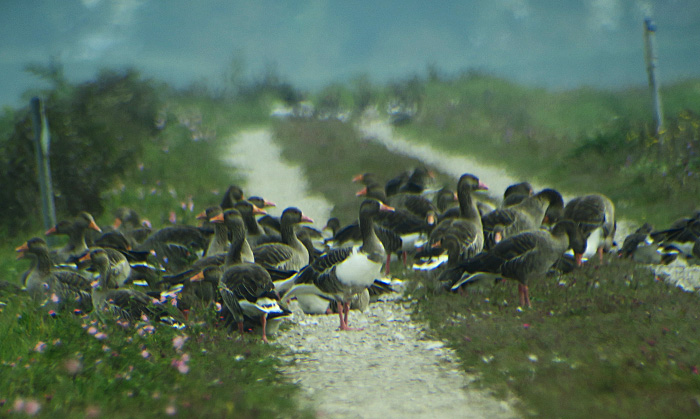 01_graugans_greylag-goose_ismaninger_2017-09-30_1370