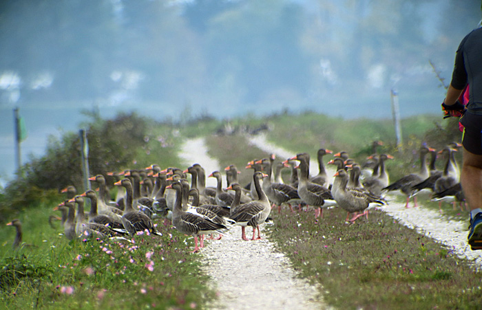 02_graugans_greylag-goose_ismaninger_2017-09-30_1409