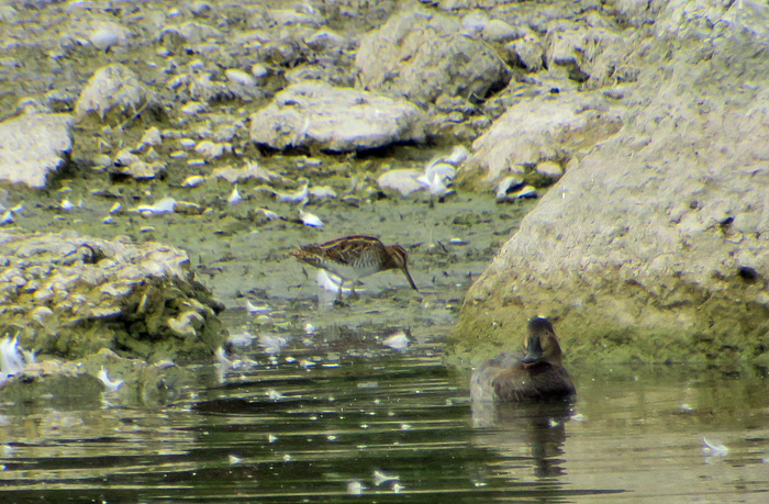 03_bekassine_common-snipe_ismaninger_2017-09-30_1428