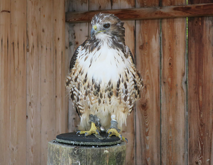 03_rotschwanzbussard_hochalm_rauris_2017-09-09_1109