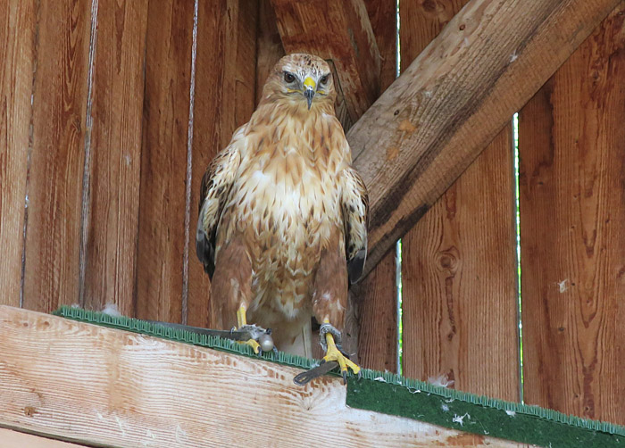 05_adlerbussard_hochalm_rauris_2017-09-09_1092