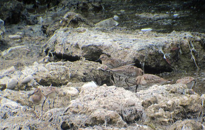 06_alpenstrandlaeufer_dunlin_ismaninger_2017-09-30_1490