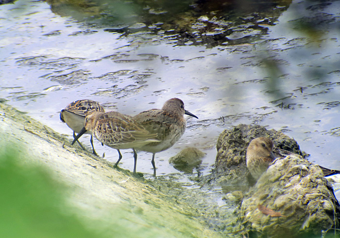 07_alpenstrandlaeufer_dunlin_ismaninger_2017-09-30_1510