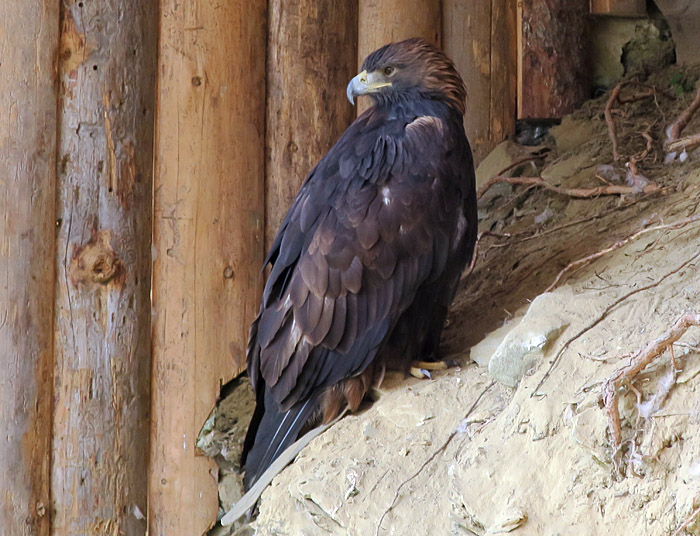 07_steinadler_hochalm_rauris_2017-09-09_1100