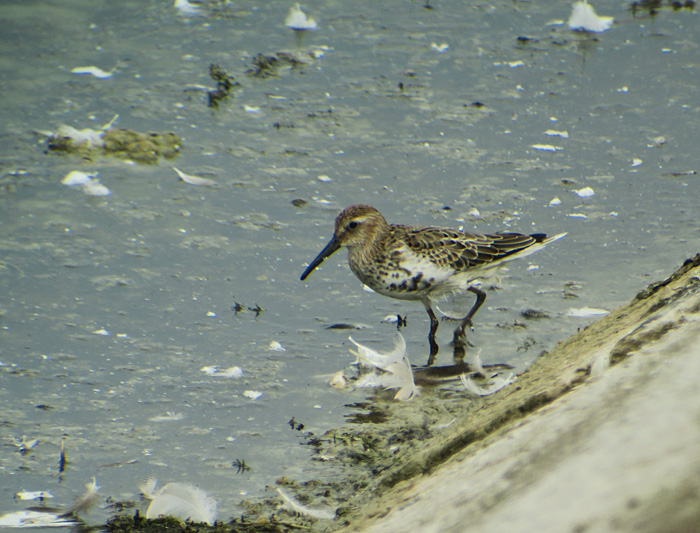 09_alpenstrandlaeufer_dunlin_ismaninger_2017-09-30_1567