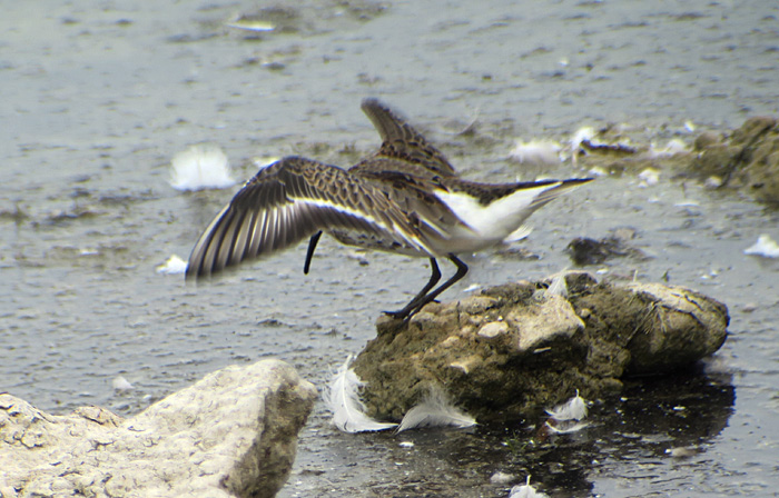 10_alpenstrandlaeufer_dunlin_ismaninger_2017-09-30_1629