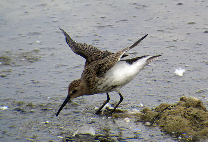 11_alpenstrandlaeufer_dunlin_ismaninger_2017-09-30_1633