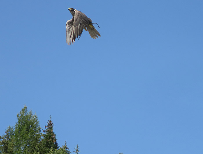 11_gerfalke_hochalm_rauris_2017-09-09_1116