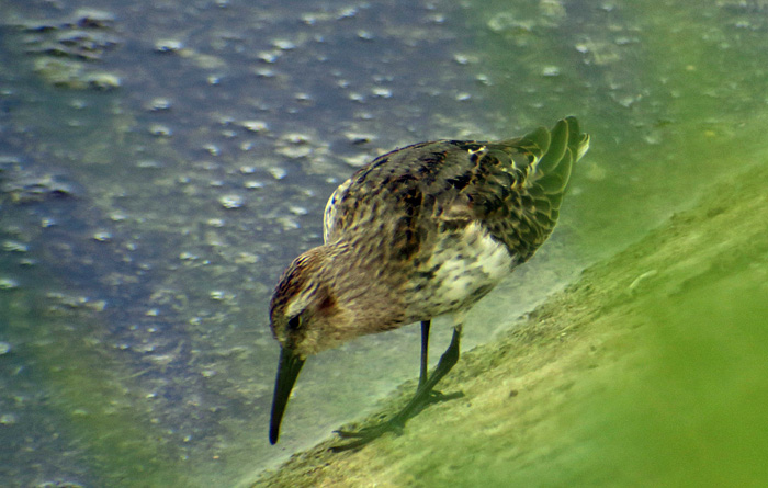 12_alpenstrandlaeufer_dunlin_ismaninger_2017-09-30_1650