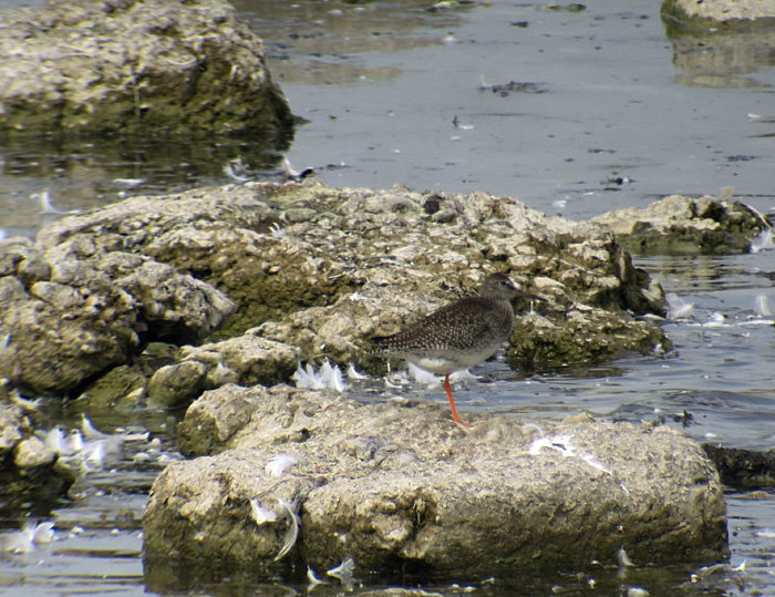 13_rotschenkel_common-redshank_ismaninger_2017-09-30_1543