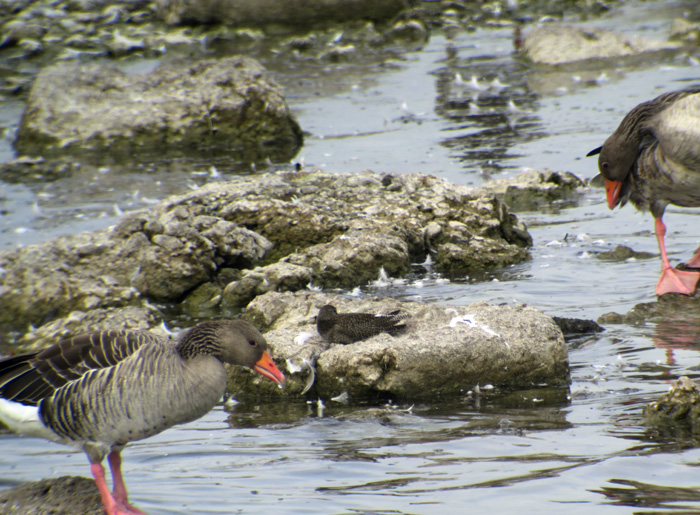 14_rotschenkel_common-redshank_ismaninger_2017-09-30_1553