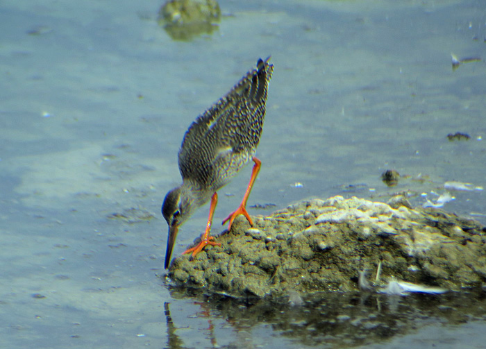 15_rotschenkel_common-redshank_ismaninger_2017-09-30_1592