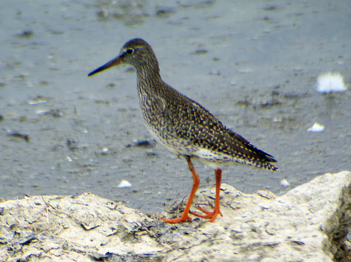 16_rotschenkel_common-redshank_ismaninger_2017-09-30_1616