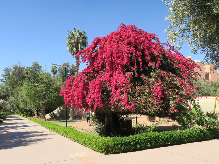 07_jardin-el-harti_marrakesh_maerz17_4008