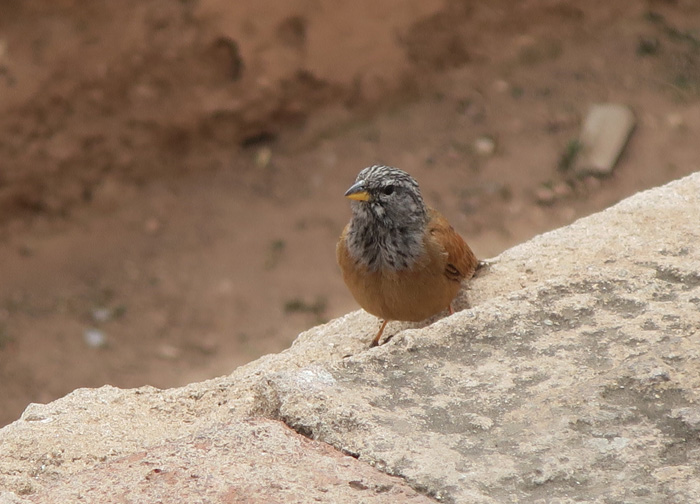 11_hausammer_house-bunting_marrakesh_maerz17_3902