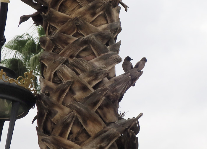 13_graubuelbuel-common-bulbul_marrakesh_maerz17_3911