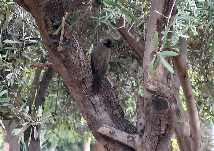 14_graubuelbuel_common-bulbul_marrakesh_febr17_3234