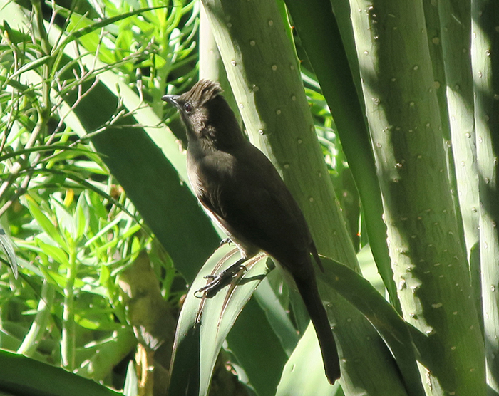 15_graubuelbuel-common-bulbul_marrakesh_okt17_2323