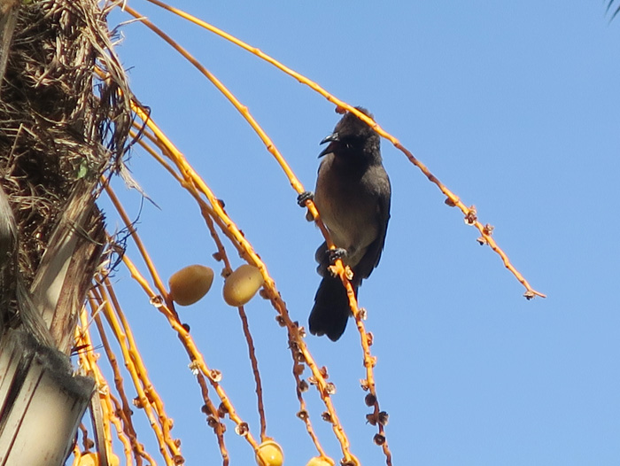 16_graubuelbuel-common-bulbul_marrakesh_okt17_2422