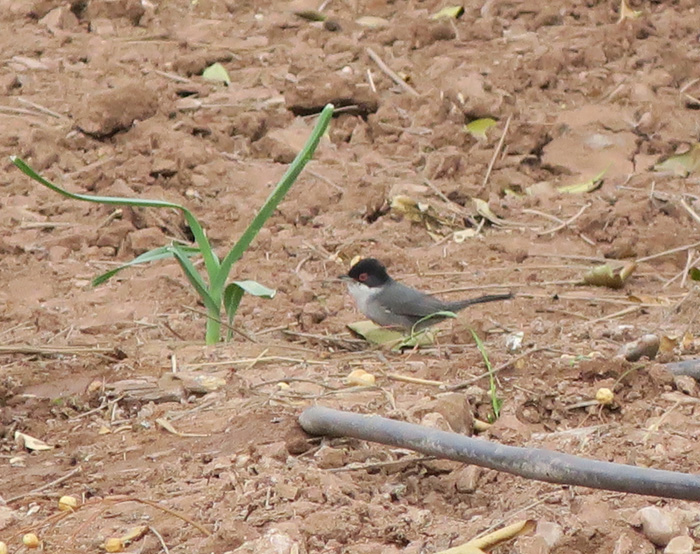 19_samtkopfgrasmuecke_sardinian-warbler_marrakesh_maerz17_3965