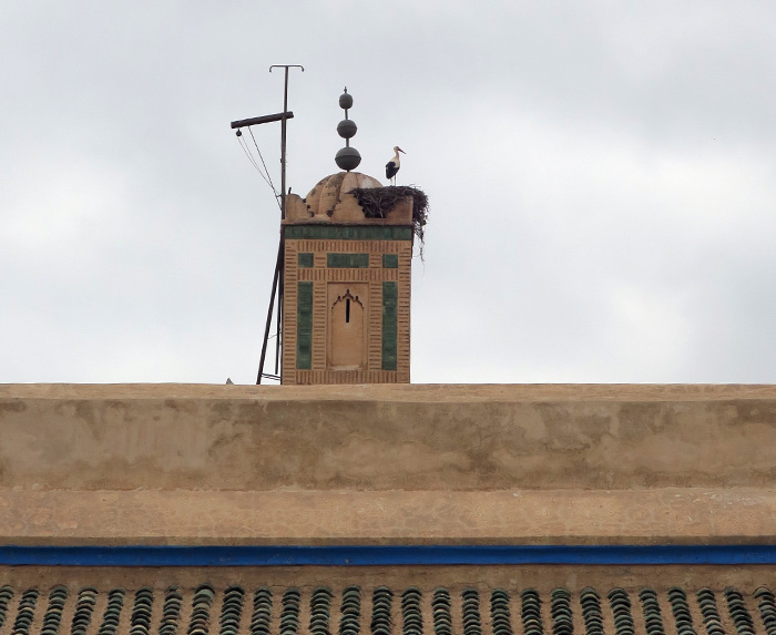 21_weissstorch_white-stork_marrakesh_maerz17_3769