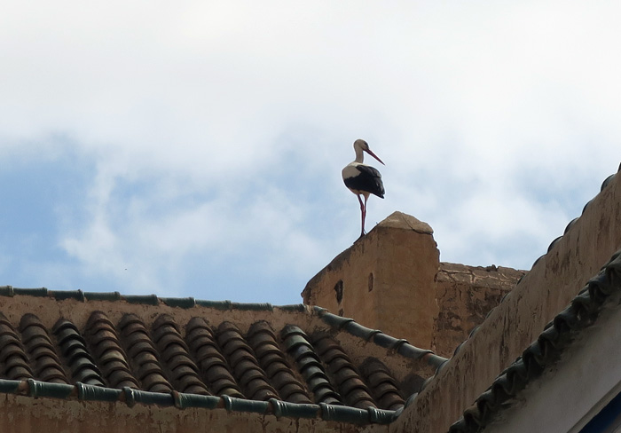 22_weissstorch_white-stork_marrakesh_maerz17_3864