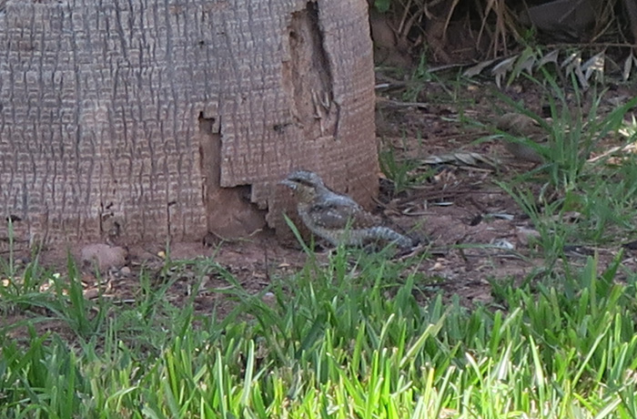 23_wendehals_eurasian-wryneck_marrakesh_maerz17_4056