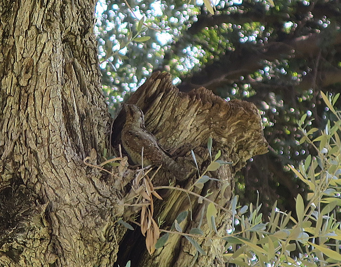 24_wendehals_eurasian-wryneck_marrakesh_maerz17_4073