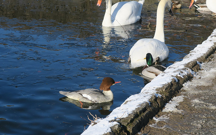 02_gaensesaeger_common-merganser_nymphenburger_2017-12-29_3383