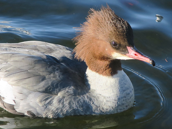 03_gaensesaeger_common-merganser_nymphenburger_2017-12-29_3434