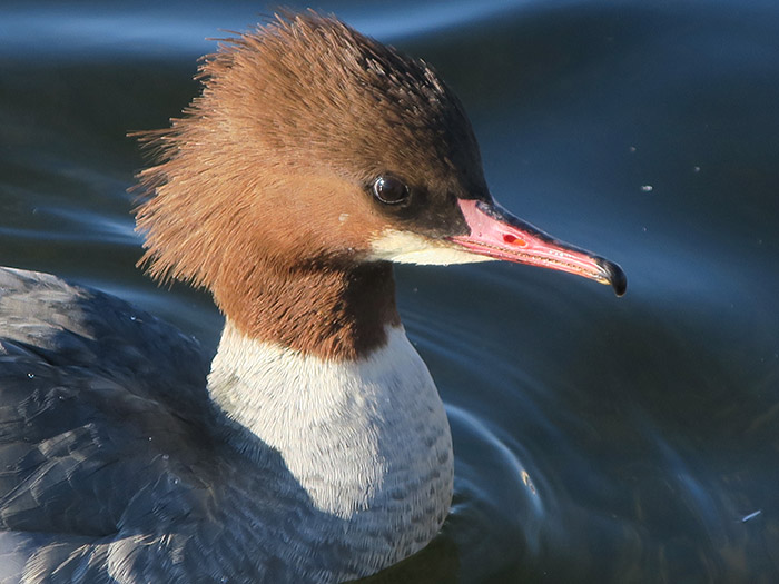 04_gaensesaeger_common-merganser_nymphenburger_2017-12-29_3441