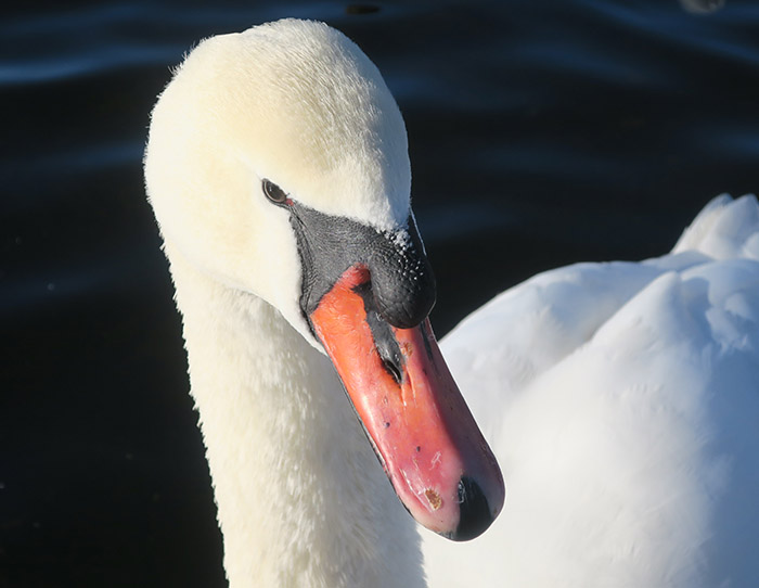 05_hoeckerschwan_mute-swan_nymphenburger_2017-12-29_3403