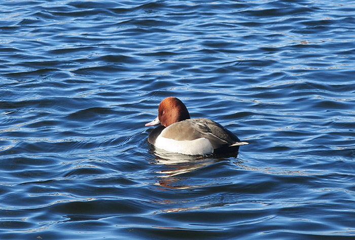 06_tafelente_common-pochard__nymphenburger_2017-12-29_3404