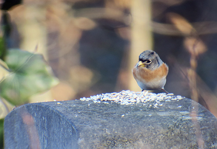 08_bergfink_brambling_friedhof-perlacher-forst_2017-12-25_3271