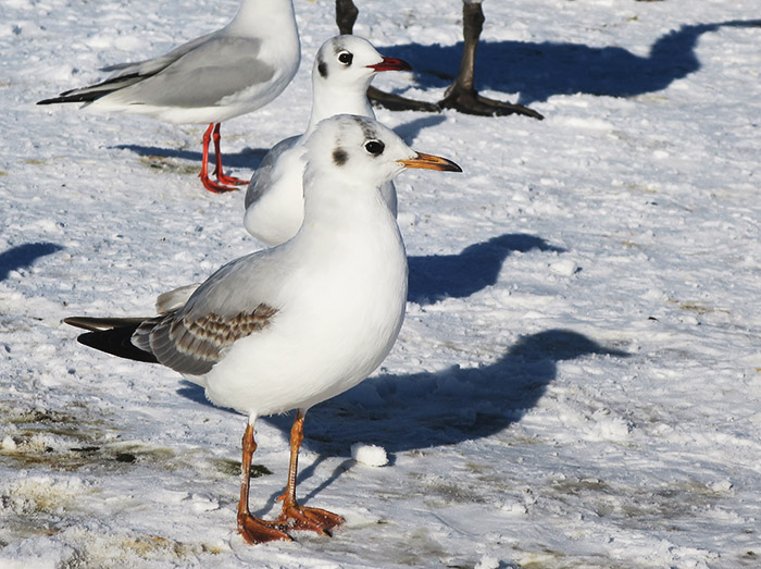 08_lachmoewe_black-headed-gull_nymphenburger_2017-12-29_3450