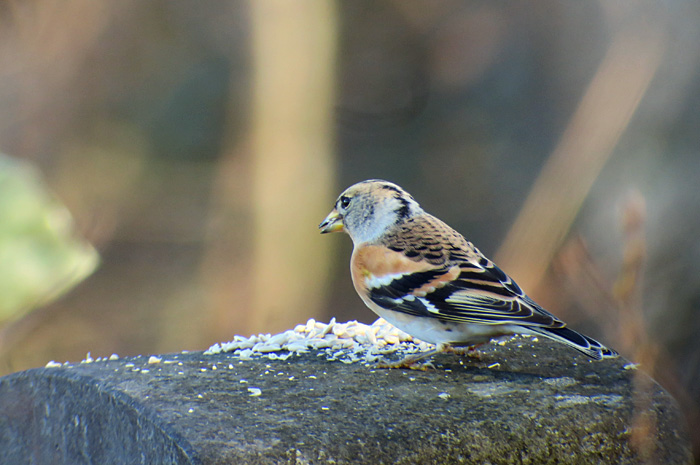 10_bergfink_brambling_friedhof-perlacher-forst_2017-12-25_3306